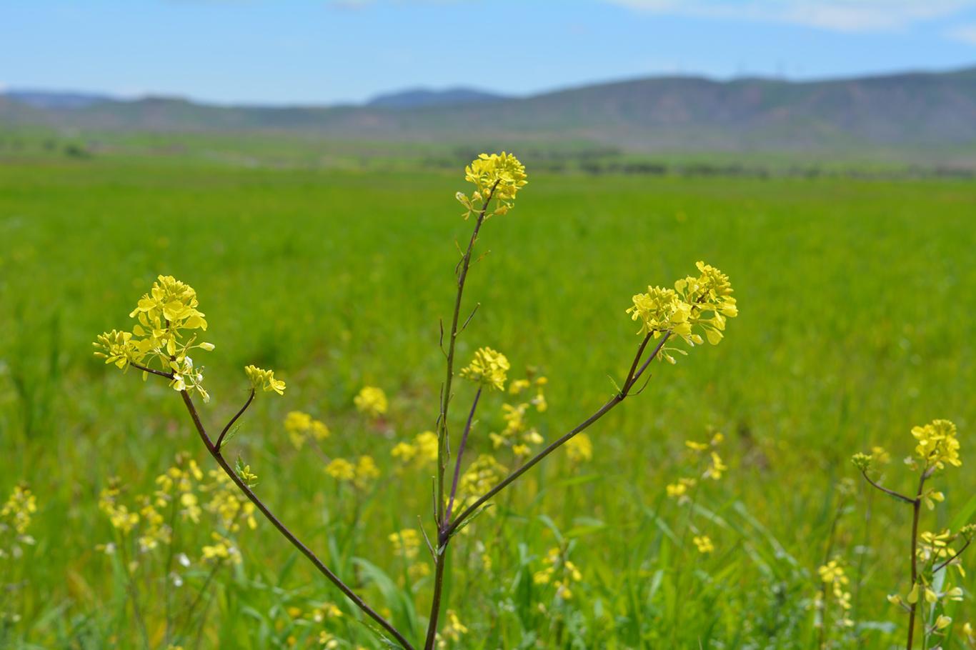Gercüş flora ile süslendi Gercüş flora ile süslendi